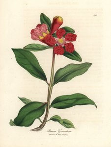 Scharlachblühender Granatapfelbaum, Punica granatum