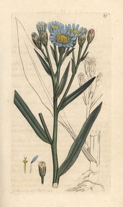 Strand-Aster, Tripolium pannonicum subsp. tripolium