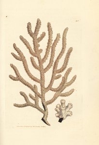 Seefächer, Gorgonia species (Schlanke Gorgonie, Gorgonia viminalis?). Handkolorierter Kupferstich von James Sowerby aus The British Miscellany, oder Coloured figures of new, rare, or little known animal subjects. von James Sowerby