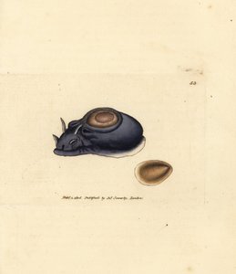 Meeresnacktschnecke oder Seehase, Aplysia punctata (Aplysia hybrida). Handkolorierte Kupferstichgravur von James Sowerby aus The British Miscellany, oder Coloured figures of new, rare, or little known animal subjects. von James Sowerby