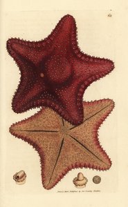Seestern, Hippasteria phrygiana (Asterias equestris?). Handkolorierter Kupferstich von James Sowerby aus The British Miscellany, oder Coloured figures of new, rare, or little known animal subjects. von James Sowerby