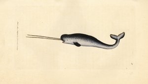 Narwal, Monodon monoceros. Seltenes Exemplar mit doppeltem Stoßzahn. Handkolorierter Kupferstich von James Sowerby aus The British Miscellany, oder Coloured figures of new, rare, or little known animal subjects.