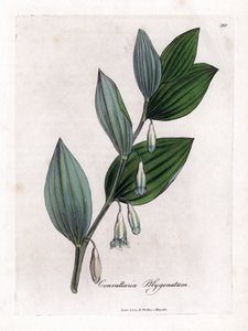 Vielblütiges Salomonssiegel, Polygonatum multiflorum