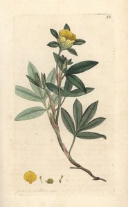 Strauch-Fingerkraut, Dasiphora fruticosa von James Sowerby