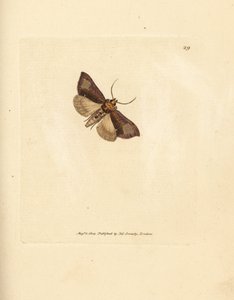 Schlanke, glänzende Brassels, Thysanoplusia orichalcea (Yorkshire glänzende Brassels-Motte; Phalaena Noctua aerifera). Handkolorierter Kupferstich von James Sowerby aus The British Miscellany, oder Coloured figures of new, rare, or little known animal subj