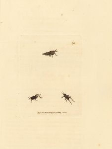 Schlanker Grashüpfer, Tetrix subulata (AWL-förmiges Acrydium, Acrydium subulatum). Handkolorierter Kupferstich von James Sowerby aus The British Miscellany, oder Coloured figures of new, rare, or little known animal subjects.
