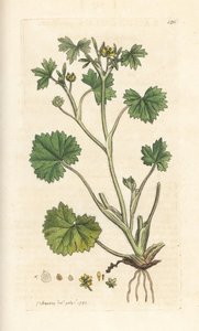 Kleinblütiger Hahnenfuß, Ranunculus parviflorus. Handkolorierter Kupferstich nach einer Illustration von James Sowerby aus James Smiths English Botany, London