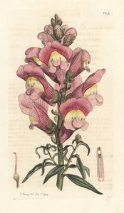 Löwenmaul, Antirrhinum majus von James Sowerby