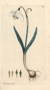Schneeglöckchen, Galanthus nivalis. Handkolorierter Kupferstich nach einer Illustration von James Sowerby aus James Smith