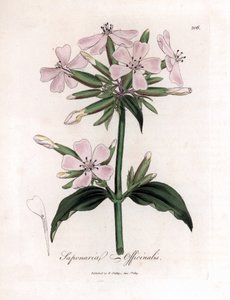 Seifenkraut, Saponaria officinalis. Handkolorierte Kupferstich-Illustration von James Sowerby aus William Woodville und Sir William Jackson Hookers „Medical Botany“, John Bohn, London
