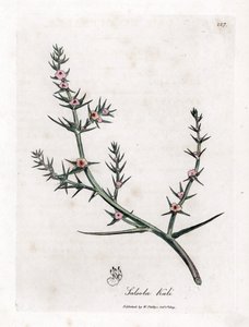 Stachelige Salzmelde, Kali turgida. Handkolorierte Kupferstichgravur aus einer botanischen Illustration von James Sowerby aus William Woodville und Sir William Jackson Hooker