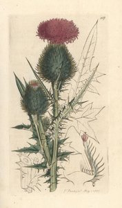 Lanzett-Kratzdistel, Cirsium vulgare. Handkolorierter Kupferstich nach einer Illustration von James Sowerby aus James Smiths English Botany, London