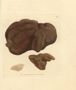 Schwamm, Spongionella pulchella (Spongia pulchella). Handkolorierter Kupferstich von James Sowerby aus The British Miscellany, oder Coloured figures of new, rare, or little known animal subjects. von James Sowerby