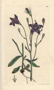 Wiesen-Glockenblume, Campanula patula. Handkolorierter Kupferstich nach einer Illustration von James Sowerby aus James Smiths English Botany, London von James Sowerby