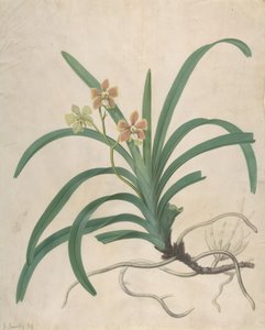 Studie einer Orchidee, Vanda Roxburgia, vor 1822 von James Sowerby