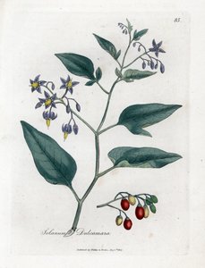 Bittersüßer Nachtschatten, Solanum dulcamara. Handkolorierter Kupferstich aus einer botanischen Illustration von James Sowerby aus William Woodville und Sir William Jackson Hooker