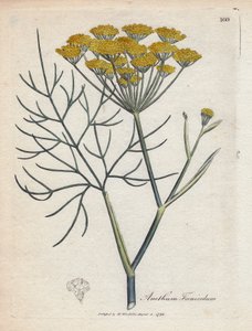 Fenchel