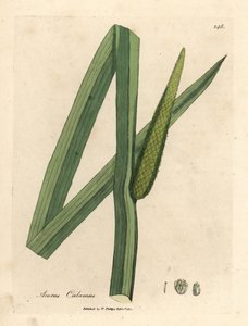 Kalmus, Acorus calamus
