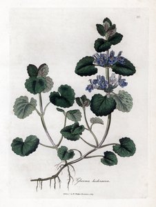 Efeu am Boden - Gundermann, Glechoma hederacea. Handkolorierte Kupferstichgravur aus einer botanischen Illustration von James Sowerby aus William Woodville und Sir William Jackson Hooker