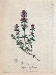 Thymian (Thymus vulgaris)