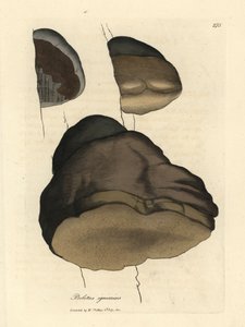 Zunderschwamm oder Agaric-Pilz, Boletus igniarius von James Sowerby