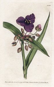 Tradescantia oder Setcreasee - Lithographie von James Sowerby (1757-1822), aus William Curtis