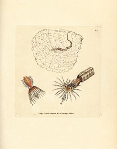 Röhrenbauender Anneliden-Federwurm, Spirobranchus triqueter. Handkolorierter Kupferstich von James Sowerby aus The British Miscellany, oder Coloured figures of new, rare, or little known animal subjects.