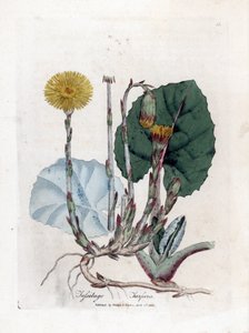 Tuslage oder kein Esel - Huflattich, Tussilago farfara. Handkolorierte Kupferstichgravur von James Sowerby aus William Woodville und Sir William Jackson Hooker