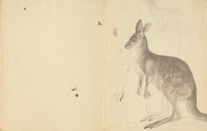 Zwei Kängurus mit Details von James Sowerby
