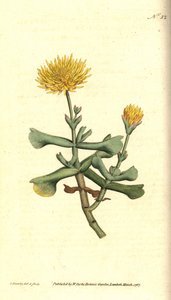 Varietät der Feigenkaktus - Hackblattige Feigenmarigold, Mesembryanthemum dolabriforme. Handkolorierte Kupferstichgravur und botanische Illustration von James Sowerby aus William Curtis
