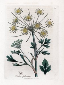 Variete umbellifere produziert Harz - Liebstöckelblättriger Bubon, Bubon galbanum