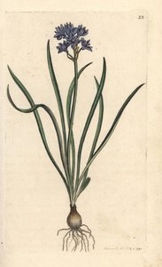 Frühlings-Blaustern, Scilla verna. Handkolorierter Kupferstich nach einer Illustration von James Sowerby aus James Smiths English Botany, London