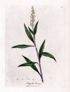 Virginia Polygale oder Milchgras - Senega, Polygala senega von James Sowerby
