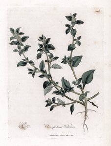 Stinkender Gänsefuß, Chenopodium vulvaria. Handkolorierte Kupferstichgravur aus einer botanischen Illustration von James Sowerby aus William Woodville und Sir William Jackson Hooker