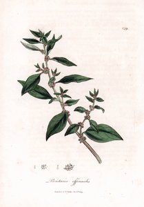 Mauerraute, Parietaria officinalis