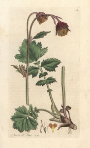 Bach-Nelkenwurz, Geum rivale. Handkolorierter Kupferstich nach einer Illustration von James Sowerby aus James Smiths English Botany, London