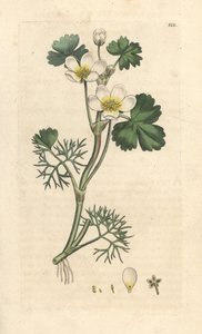 Wasser-Hahnenfuß, Ranunculus aquatilis von James Sowerby