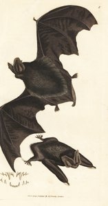 Westliche Bartfledermaus, Barbastella barbastellus barbastellus (Vespertilio barbastellus). Handkolorierter Kupferstich von James Sowerby aus The British Miscellany, oder Coloured figures of new, rare, or little known animal subjects.
