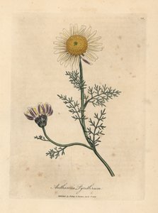 Weiße und gelbe spanische Kamille, Anthemis pyrethrum