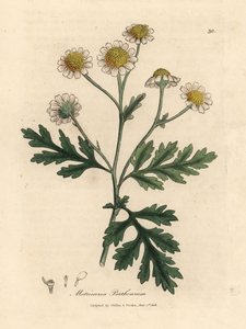 Weiß und gelbblühendes Mutterkraut, Matricaria parthenium