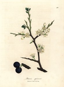 Weiße Blüten und blaue Beeren des Schlehdorns, Prunus spinosa von James Sowerby