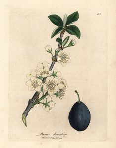 Weiße Blüte und Frucht des Pflaumen- oder Zwetschgenbaums, Prunus domestica von James Sowerby