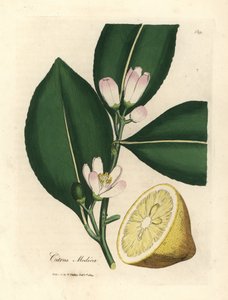 Weiße Blüte und reife Frucht des Zitronenbaums, Citrus medica