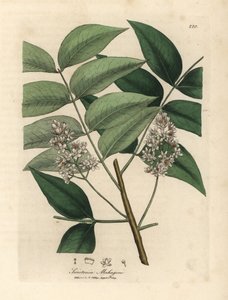 Weiß blühender Mahagonibaum, Swietenia mahogani