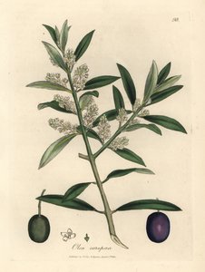 Weiß blühender europäischer Olivenbaum mit Früchten, Olea europaea