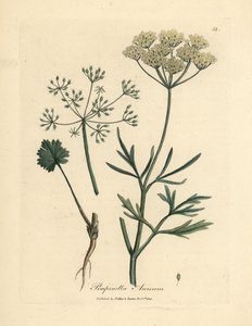 Weißblühender Anis, Pimpinella anisum