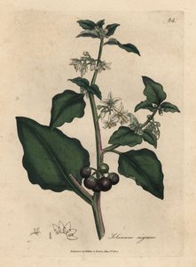 Weißblühender, schwarze Beere, Garten-Nachtschatten, Solanum nigrum