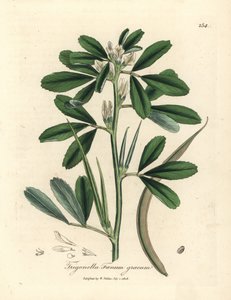 Weiß blühender Bockshornklee mit Samenschote, Trigonella foenum graecum von James Sowerby