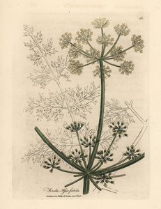 Weiß blühender Riesenfenchel oder Asant, Ferula assafoetida
