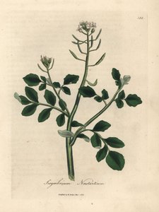 Weißblühende Brunnenkresse, Sisymbrium nasturtium